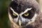 Spectacled owl