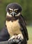 Spectacled Owl