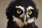 Spectacled Owl