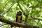 Spectacled Owl  837800