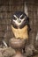 Spectacled Owl perching closeup portrait