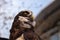 Spectacled Owl Profile Low Angle Horizontal