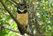 Spectacled Owl Pulsatrix perspicillata