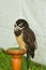 Spectacled Owl. Pulsatrix perspicillata