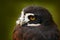 Spectacled Owl, Pulsatrix perspicillata, big owl in the nature habitat, detail close-up portrait, forest in the background, Costa