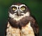 Spectacled Owl, Pulsatrix perspicillata, Close-up