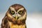spectacled owl Pulsatrix perspicillata isolate on white background.