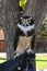 Spectacled Owl, Pulsatrix perspicillata, a large tropical owl native to the neotropics