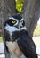 Spectacled Owl; Pulsatrix perspicillata; a large tropical owl native to the neotropics