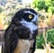 Spectacled Owl; Pulsatrix perspicillata; a large tropical owl native to the neotropics