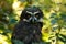 Spectacled Owl - Pulsatrix perspicillata large tropical owl native to the neotropics, breeder in forests