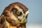 Spectacled Owl - Pulsatrix perspicillata large tropical owl native to the neotropics, breeder in forests from Mexico and