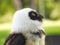 The Spectacled Owl (Pulsatrix perspicillata) Portait Close Up Macro