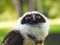 The Spectacled Owl (Pulsatrix perspicillata) Portait Close Up Macro