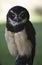 Spectacled Owl Raptor