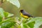 Spectacled Redstart - Myioborus melanocephalus