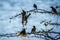 Spectacled weaver in Kruger National park, South Africa