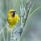 Spectacled Weaver in Kruger National park, South Africa