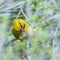 Spectacled Weaver in Kruger National park, South Africa