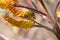 Spectacled Weaver sitting on yellow aloe get nectar