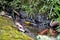 Spectacled whitestart bathing in a ditch