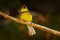 Spectacled Whitestart, Myioborus melanocephalus, New World warbler from Costa Rica. Tanager in the nature habitat. Wildlife scene