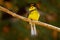 Spectacled Whitestart, Myioborus melanocephalus, New World warbler from Costa Rica. Tanager in the nature habitat. Wildlife scene