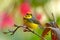 Spectacled Whitestart, Myioborus melanocephalus, New World warbler from Ecuador. Tanager in the nature habitat. Wildlife scene