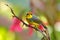 Spectacled Whitestart, Myioborus melanocephalus, New World warbler from Ecuador. Tanager in the nature habitat. Wildlife scene fro