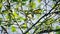Spectacled whitestart in a tree