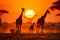Spectacular african savannah sunset with graceful giraffes roaming the scenic landscape