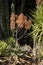 Spectacular agave plants in a dry land garden