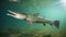 This spectacular Alligator gar (Atractosteus spatula) swims in the freshwater. Generative AI