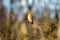 Spectacular Bird on a thin branch