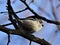 Spectacular bird with white and black feathers is sitting on black strong branch..