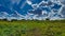 Spectacular blue sky with a green meadow in front