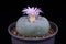 Spectacular Cactaceae Beauty Closeup Image of Blooming Pink Flower of Lophophora Cactus