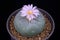 Spectacular Cactaceae Beauty Closeup Photo of Blooming Pink flower of Lophophora Cactus