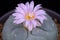 Spectacular Cactaceae Beauty Closeup Photo of Blooming Pink flower of Lophophora Cactus