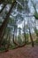 Spectacular centennial tree on the trail of the Rio de la Fraga in Galicia, Spain