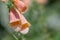 Spectacular close-up stem of Foxglove or Digitalis Purpurea on a bright green background with copy space