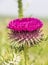 Spectacular close up view of  Onopordum blancheanum flower, a genus of plants in the thistle tribe