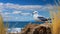 Spectacular Coastal Views: Seagull Resting On Rock With Tall Grass And Blue Sky