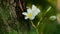 Spectacular collage of fragrant pure white scented blooms with yellow centers of exotic tropical frangipanni species plumeria plum