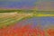 The Spectacular Colors of Flowering on the Plains of Castelluccio