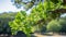 Spectacular display of sunlit oak tree leaves gently swaying in the warm golden sunlight