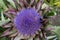 The spectacular flower head of the globe artichoke