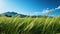 Spectacular Grass Scenery: Finely Detailed Cinematic Photography With Canon Eos Rebel T7