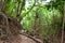 Spectacular green trail, surrounded by mountain vegetation in Sabas Nieves, El Avila Waraira Repano National Park mountain, Caraca