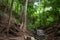 Spectacular green trail, surrounded by mountain vegetation in Sabas Nieves, El Avila Waraira Repano National Park mountain, Caraca